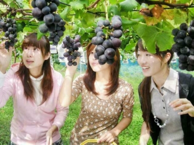 Du lịch Nhật Bản ghé Yamanashi thưởng thức trái cây mệt nghỉ