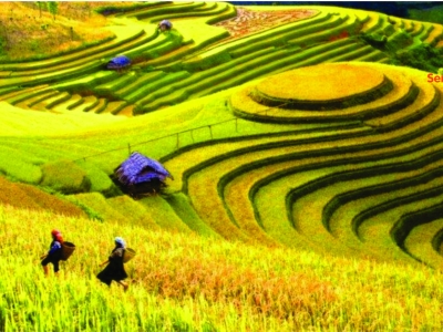 Lúa đang chín vàng trên Mù Cang Chải - Bạn ngần ngại gì không ghé lại thăm?