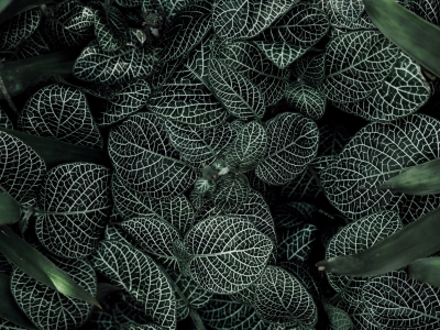 Tour Hành Hương Lễ Phật