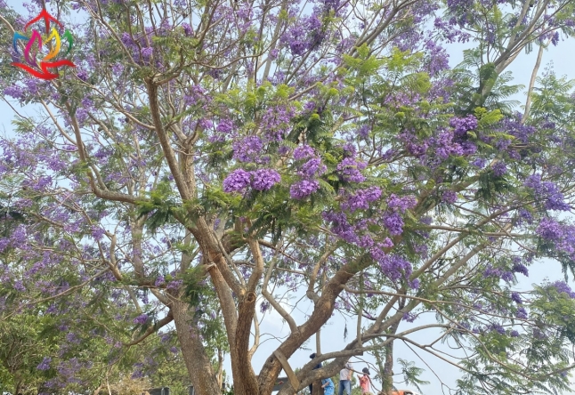 XIN CẢM ƠN ĐOÀN THAM QUAN TOUR ĐÀ LẠT 3N3Đ