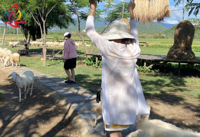 Đảo bình hưng lễ 2/9